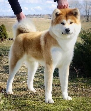 best large dog breeds for first time owners